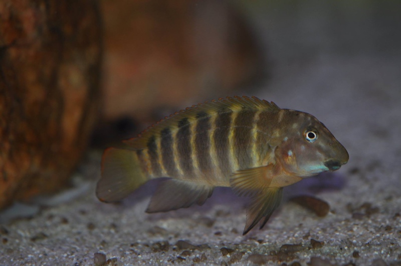 Eretmodus marksmithi 'Burundi'